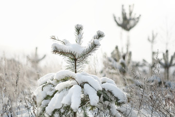 The snow on the branches of a tree