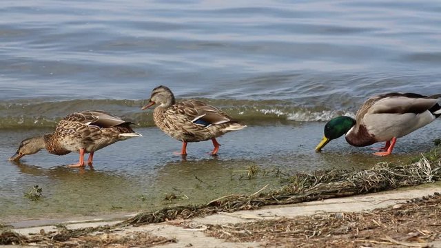 duck eating  on lake