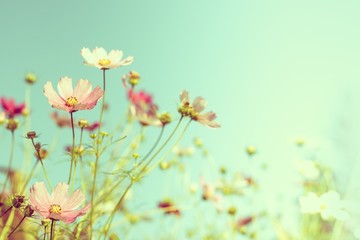 Fototapety  Polne kwiaty lato tło
