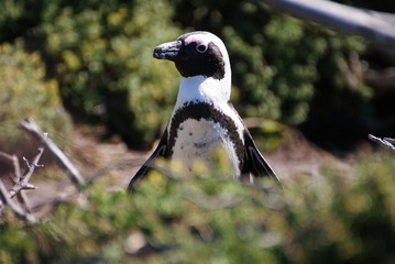 kleiner Pinguin