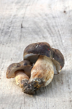 Boletus edulis mushroom ,just harvested,wood background