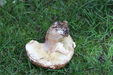 Fototapeta premium Boletus edulis mushroom ,just harvested