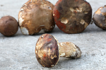 Boletus edulis mushroom ,just harvested