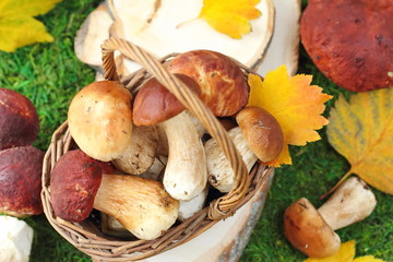 Mushrooms in the basket