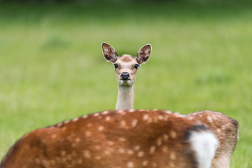 Deer