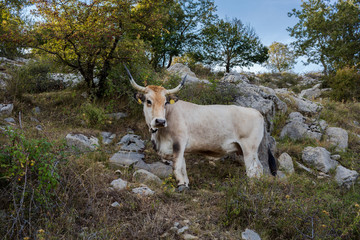 Obraz premium Cow is on trail in mountains Sanctuary Mentorella, Lazio, Italy