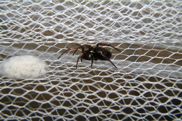 Spider wove cobwebs and laid their eggs on a mosquito net