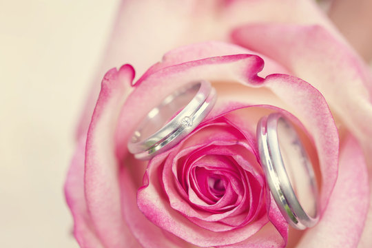 Wedding rings with beautiful rose blossom company