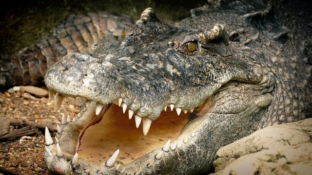 Crocodile Breathing With Mouth Open
