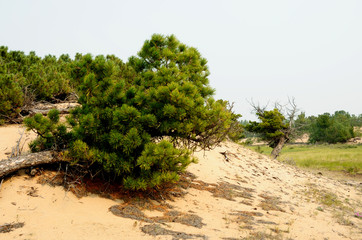 dwarf cedar in the sandy dunes on the shore of Lake Baikal. the sky is the smoke from fires in the taiga. Photo toned