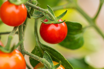 Red tomatoes growing on the branches