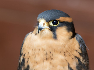 Falcon 003