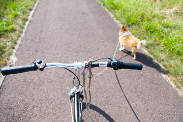Hund mit Leine an einem Fahrradlenker