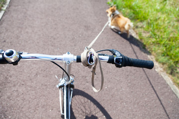 Hund mit Leine an einem Fahrradlenker