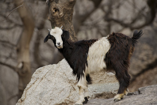 Goat