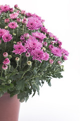 Pink Chrysanthemum Potted on White Background