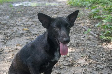 Portrait of a Black thai dog