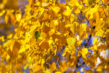 Bright yellow autumn background