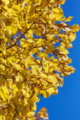 Bright yellow autumn background