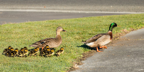Dad and mother duck with their 10 young ducklings going of a walk.