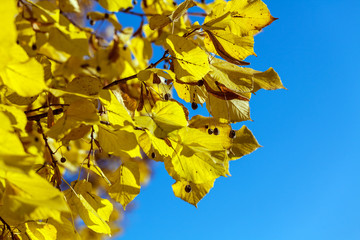 Bright yellow autumn background