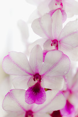 Purple orchid