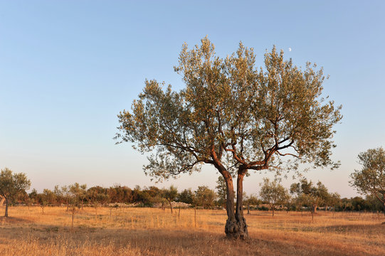 Olive tree in early evening light.