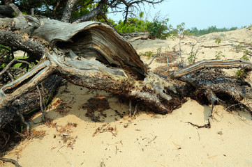 dwarf cedar in the sandy dunes on the shore of Lake Baikal. the sky is the smoke from fires in the taiga. Photo toned