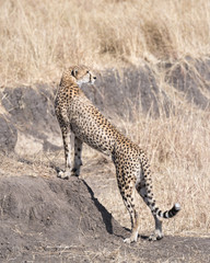 cheetah