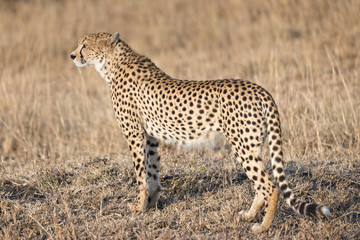 African cheetah