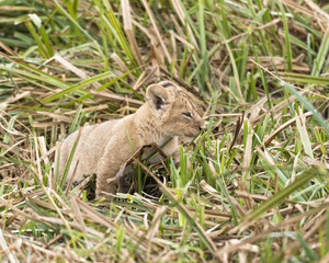 Lion cub