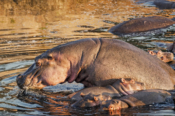 herd of hippo