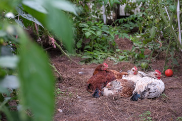 in countryside group of young chickens have rest in warm greenhouse near ripening  tomatoes