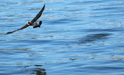 A seagull flying away with a bunker fish