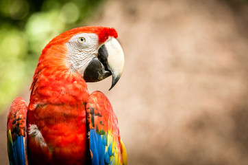 Close up of scarlet macaw parrot