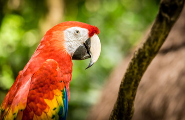 Close up of scarlet macaw parrot