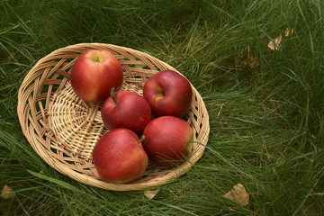 Яблоки лежат на плетеной тарелке.  Они растут саду. Яблоки крупные, красные