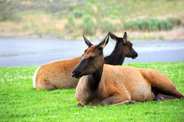 Elk at Rest