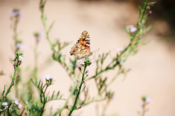 Thistle butterfly (Vanessa cardui), also called 