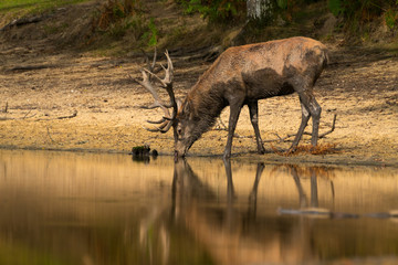 cerf étang boire reflet eau lac mammifère animal sauvage soif