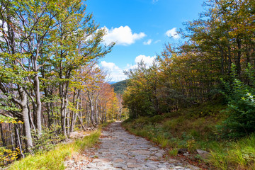 Autumn colors in the forest