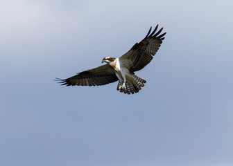 Fischadler im Flug 