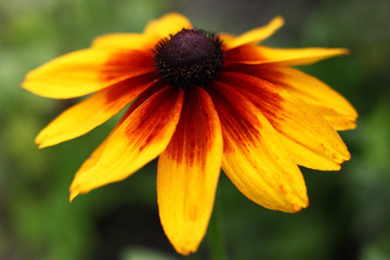 flower with yellow and red petals/ flower with yellow and red petals