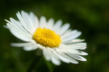 Obraz premium Flower