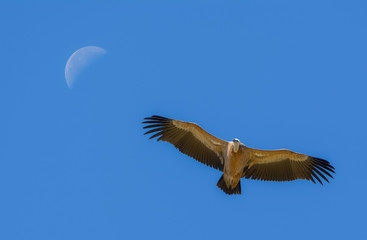 Vulture in the air