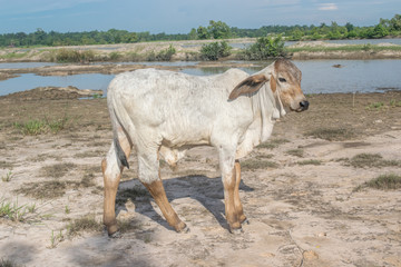 Fototapeta premium The cow in the field After harvest In Southeast Asia, thailand