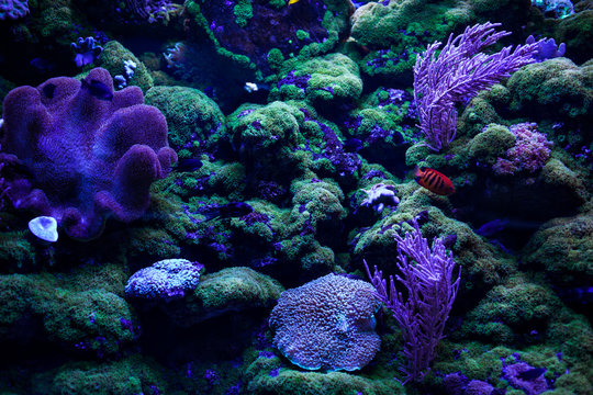 Colourful coral reefs and on the bottom.
