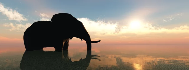 Papier Peint photo Éléphant éléphant et coucher de soleil