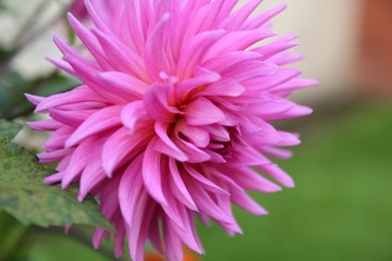 Beautiful dahlia flower, close up