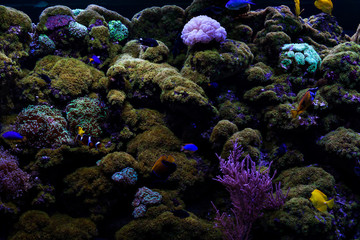 Fototapeta na wymiar Color bottom of ocean in the tropics.